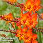 Crocosmia 'Firestars Scorchio'