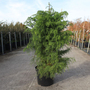 Cryptomeria japonica 'Elegans Viridis'