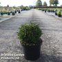 Cryptomeria japonica 'Green Pearl'