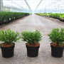 Cryptomeria japonica 'Little Champion'