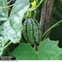 Cucamelon 'Melothria' - Seeds