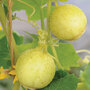 Cucumber 'Crystal Apple' - Seeds