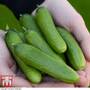 Cucumber 'Baby Rocky'