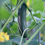 Cucumber 'Burpless Tasty Green' F1 Hybrid - Seeds
