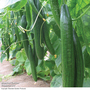 Cucumber 'Carmen' F1 Hybrid (Grafted)