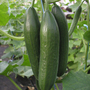 Cucumber 'Emilie' F1 Hybrid - Seeds