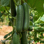 Cucumber 'Marketmore' - Veg Saver Seeds