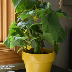 Cucumber 'Quick Snack' F1 - Seeds