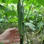 Cucumber 'Vista' F1 - Seeds