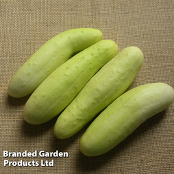 Cucumber 'White Wonder' - Veg Saver Seeds