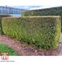 Leyland Cypress 'Castlewellan'