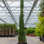 Cupressus sempervirens 'Pyramidalis'