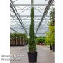 Cupressus sempervirens 'Pyramidalis'