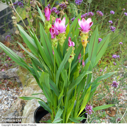 Curcuma 'Healthy Joy'