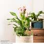 Curcuma alismatifolia 'Siam Salsa'