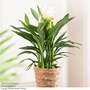 Curcuma alismatifolia 'Siam Sisto'