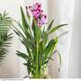 Curcuma alismatifolia 'Siam Splash'