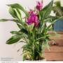 Curcuma alismatifolia 'Siam Sublime'