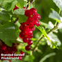 Redcurrant 'Summer Pearls Red'