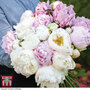 Peony 'Scented Bouquet Mix'