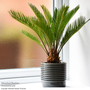 Cycas revoluta 'King Sago' Palm