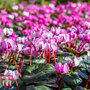 Cyclamen Hederifolium - Bulbs