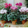 Cyclamen persicum Metis Series