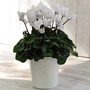 Cyclamen 'Winter Wonderland' White