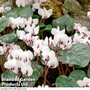 Cyclamen coum 'Album'