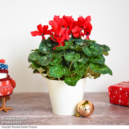 Cyclamen 'Christmas Wish' - Gift