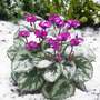 Cyclamen coum 'Christmas Tree'