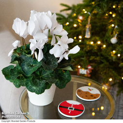 Cyclamen 'Winter Wonderland' - Gift