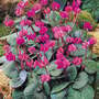 Cyclamen coum 'Rubrum'
