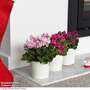 Cyclamen 'Crispino Mix' - Gift
