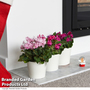 Cyclamen 'Crispino Mix' - Gift