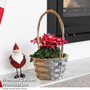 Cyclamen 'Persian' - Gift