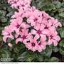 Cyclamen persicum 'Illusia'