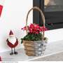 Cyclamen 'Persian' Mix - Gift