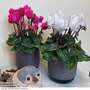 Cyclamen Duo - Gift