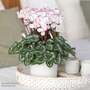 Cyclamen 'Absolu de Morel' - Gift