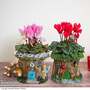 Woodland Planter Duo With Cyclamen - Gift
