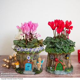 Woodland Planters With Cyclamen - Gift