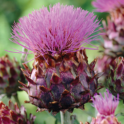 Cynara cardunculus