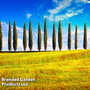 Italian Cypress
