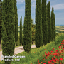 Italian Cypress