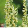 Cytisus x praecox