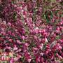 Cytisus 'Boskoop Ruby'