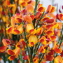 Cytisus 'Lena'