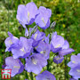 Campanula medium 'Blue'