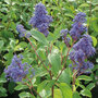 Ceanothus x delilianus 'Henri desfosse'